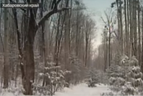 3-летний мальчик смог один выбраться из леса, пройдя 3 км в мороз -35